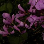 Cydista heterophylla Цвят