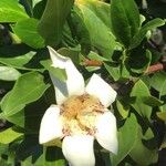 Rothmannia capensis Fiore