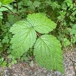 Rubus spectabilis List