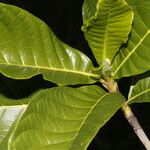 Genipa americana Leaf