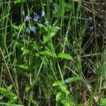 Veronica americana Habitat