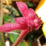 Anigozanthos flavidus Flower