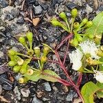 Corymbia gummifera Flower