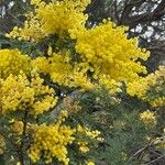 Acacia dealbataCvet