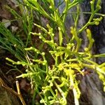 Psilotum nudum Leaf