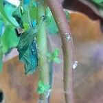 Euphorbia peplus പുറംതൊലി