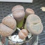 Lithops aucampiae Hostoa