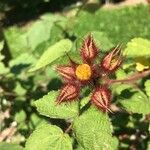 Rubus phoenicolasius Fruit