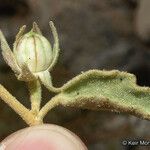 Hibiscus denudatus ᱡᱚ