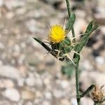 Centaurea melitensis Flor