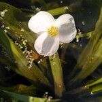 Stratiotes aloides Fleur