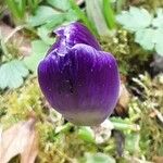 Crocus vernus Bloem