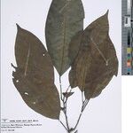 Cavacoa quintasii Blatt