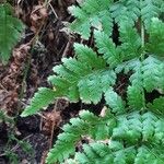 Dryopteris carthusiana برگ