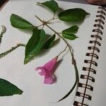 Fridericia chica Flor