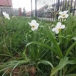 Narcissus × medioluteus Blomma