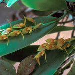 Acianthera ciliata 花