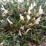 Trifolium uniflorum Květ