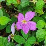 Heterotis rotundifolia Fiore