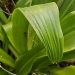 Crinum asiaticum Leaf