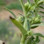 Amaranthus blitoides Cortiza