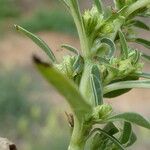 Amaranthus blitoides Bark