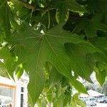 Liquidambar styraciflua Yaprak