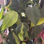 Philodendron cordatum Yaprak
