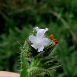 Anchusa arvensis Flower