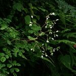 Boenninghausenia albiflora Habit