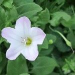 Convolvulus arvensisപുഷ്പം