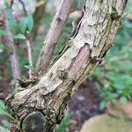 Fuchsia lycioides Bark