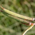 Indigofera miniata Fruit