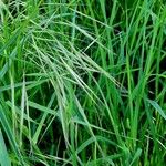 Bromus sterilis Natur