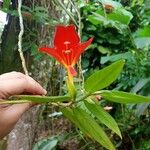 Columnea nicaraguensisFlower