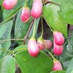 Rourea coccinea Fruit