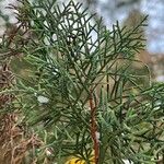 Cupressus gigantea Leaf