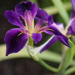 Iris brevicaulis Flower
