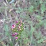 Centaurium erythraeaᱵᱟᱦᱟ