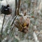 Coreopsis grandiflora Owoc