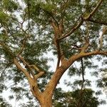 Albizia niopoides ശീലം