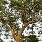 Albizia niopoides ശീലം