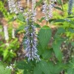 Agastache foeniculum Cvet