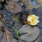 Nymphaea alba Habitatea