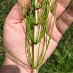 Equisetum telmateiaഇല