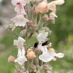 Nepeta nepetella 花