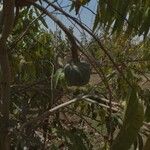 Annona reticulata Frutto