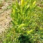 Centaurium maritimum 花