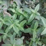 Mentha longifolia Blad