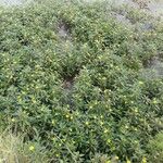 Ludwigia grandiflora Libunga